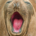 Poster Elefante-marinho