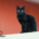 Poster Gato doméstico